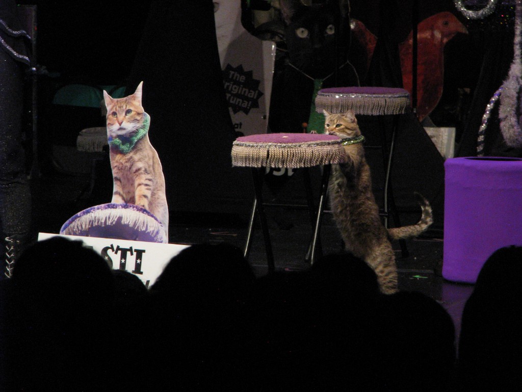 Tabby cat standing on hind legs reaching toward a purple fringed perch
