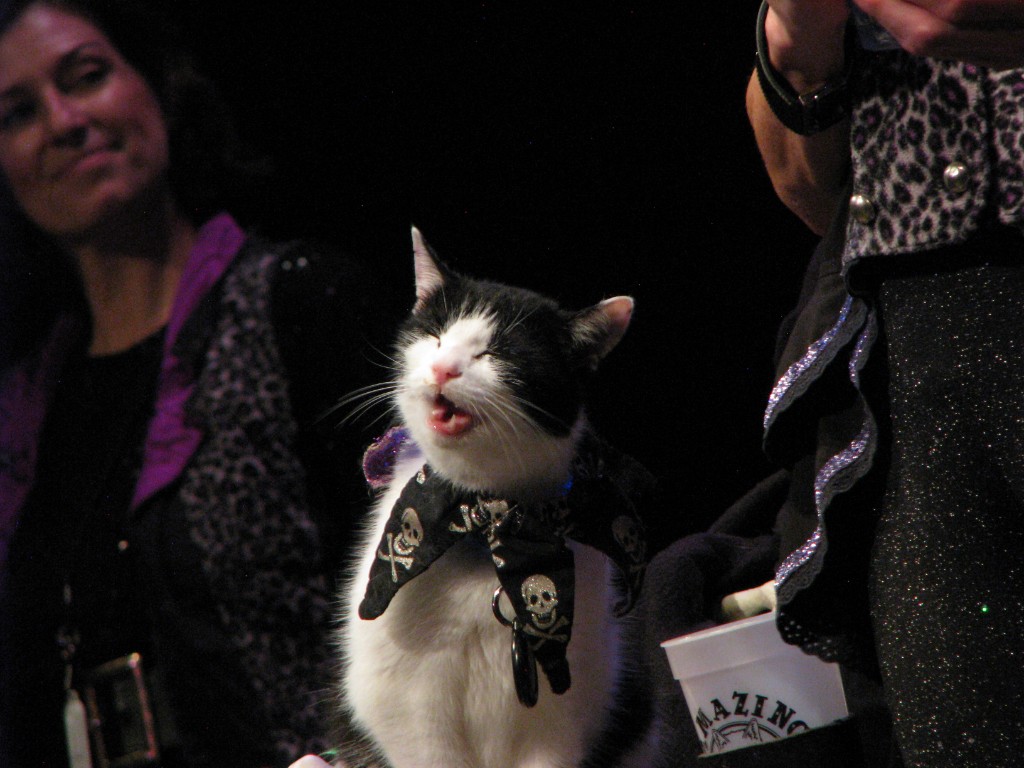 Black and white cat wearing a skull pirate bandana with eyes closed