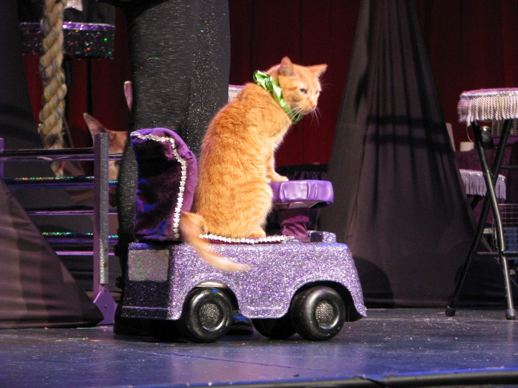 Orange cat with a green collar sitting on a purple glitter toy car