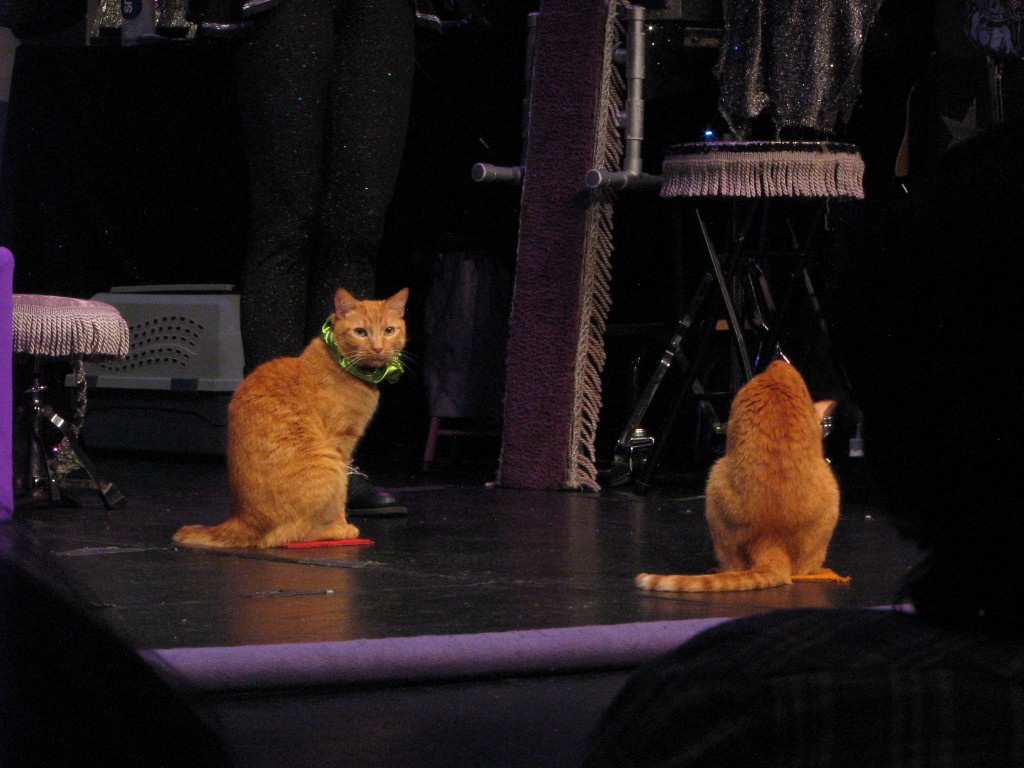 Two orange cats on stage, one facing the camera and one facing away