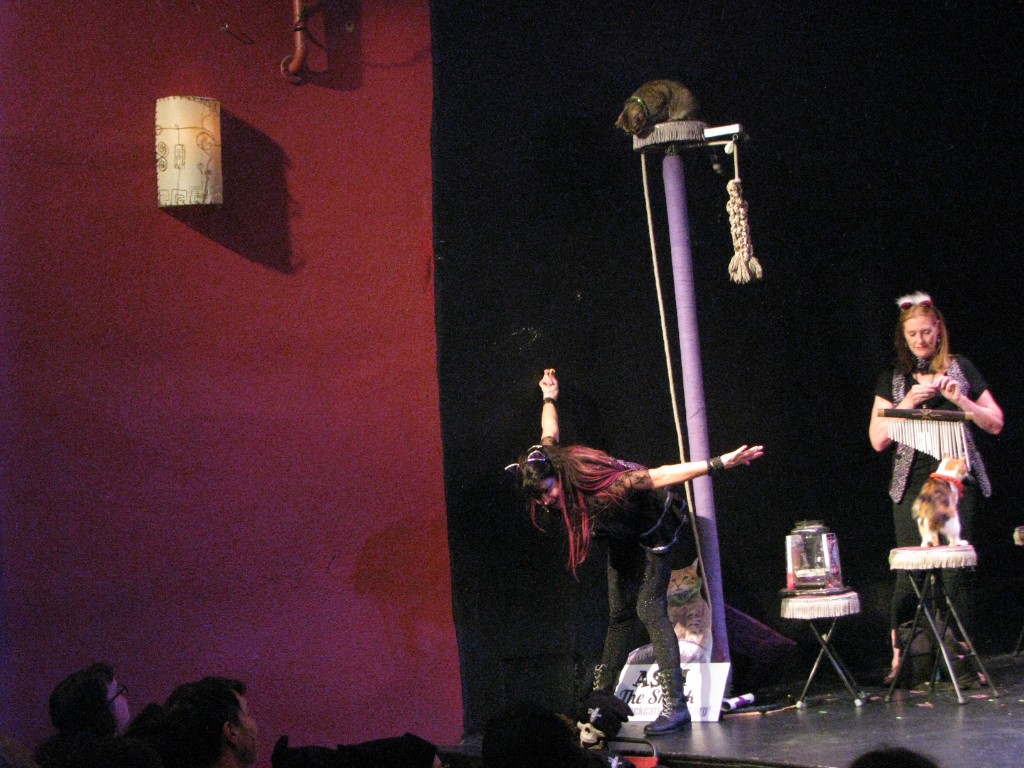 Performer posing under a tall purple perch with a cat on top
