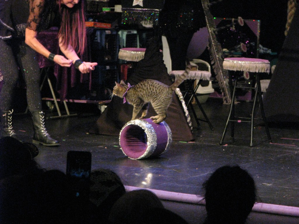 Spotted cat balancing on a purple and silver barrel while a performer coaches nearby