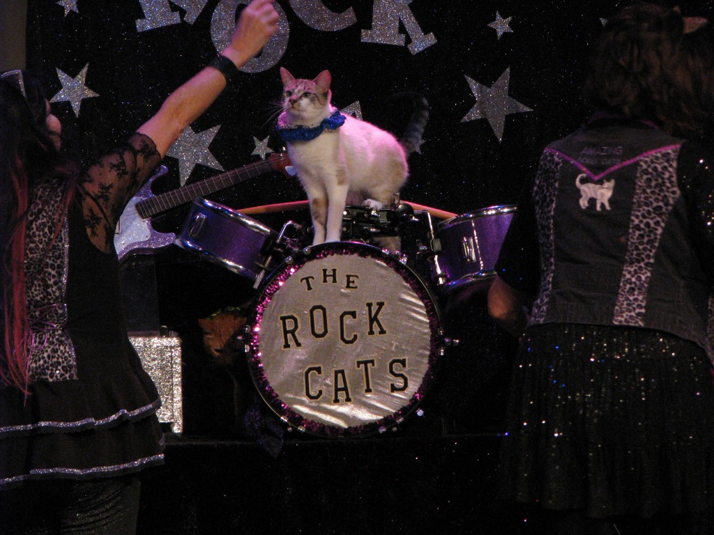 White and tabby cat standing on a drum labeled The Rock Cats