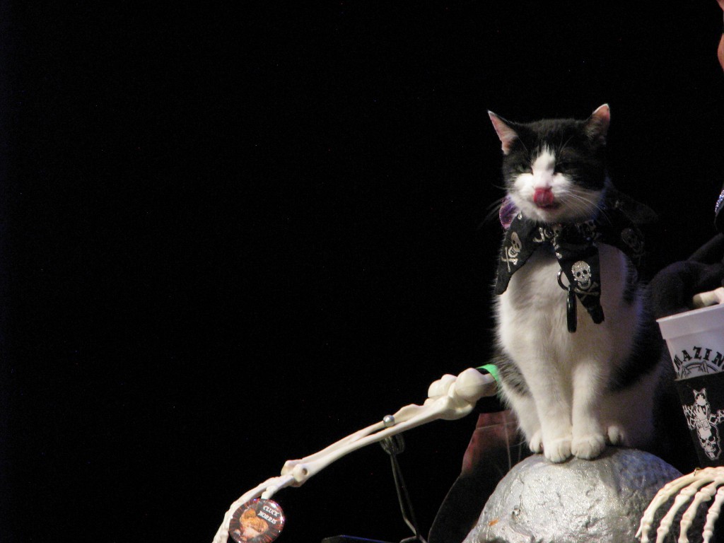 Black and white cat with a skull bandana sitting on a silver ball beside a skeleton arm