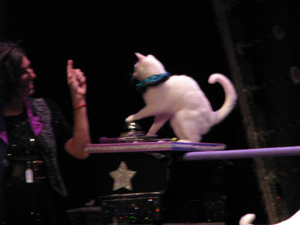 White cat with a blue collar standing on a bell while a trainer points