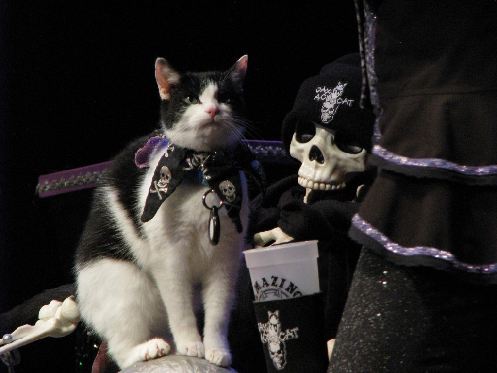 Black and white cat in a skull bandana sitting beside a skeleton in a Jax Acrocat beanie