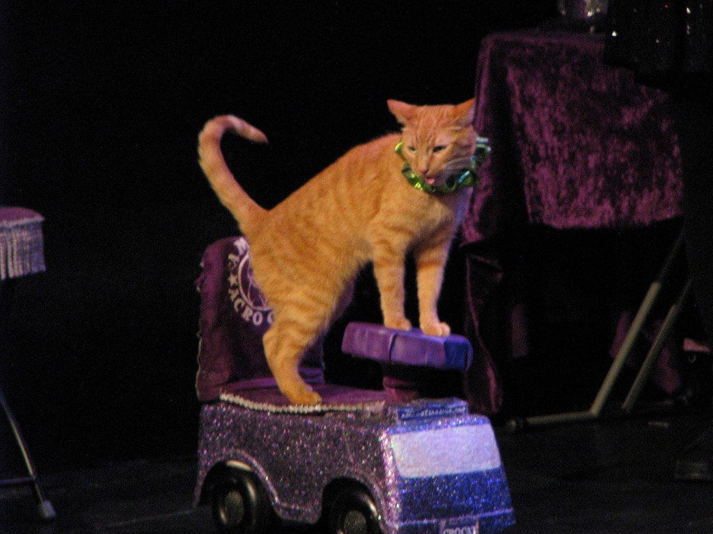 Orange cat with a green collar standing on a purple glitter toy car