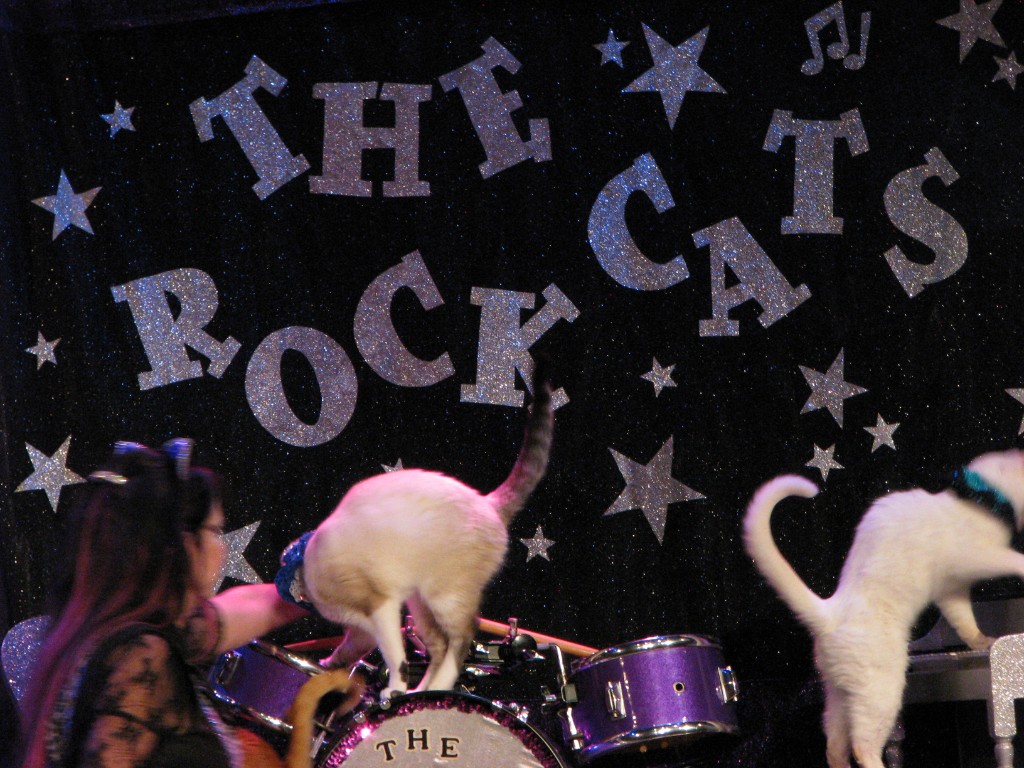 Cats performing on drums in front of a glitter The Rock Cats backdrop