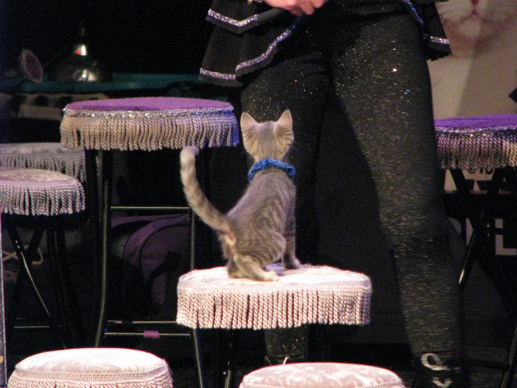 Small tabby kitten in a blue collar sitting on a fringed stool